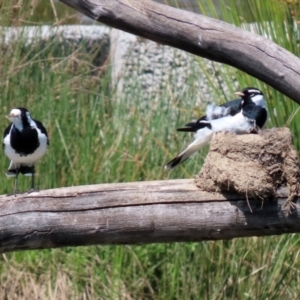 Grallina cyanoleuca at Monash, ACT - 9 Oct 2021