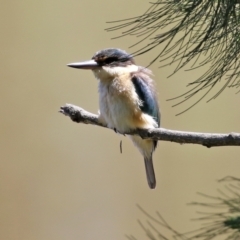 Todiramphus sanctus at Monash, ACT - 9 Oct 2021 12:37 PM