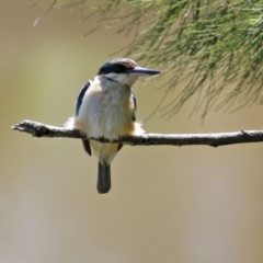 Todiramphus sanctus at Monash, ACT - 9 Oct 2021 12:37 PM