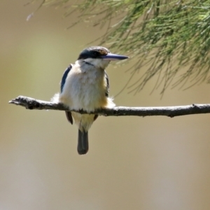 Todiramphus sanctus at Monash, ACT - 9 Oct 2021 12:37 PM