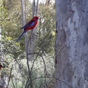 Platycercus elegans at Bruce, ACT - 4 Oct 2021