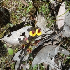 Bossiaea prostrata (Creeping Bossiaea) at Jerrabomberra, ACT - 27 Sep 2021 by Harrisi