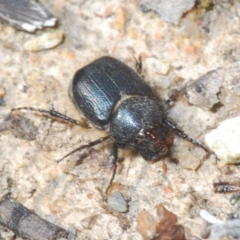 Liparetrus sp. (genus) (Chafer beetle) at Tennent, ACT - 9 Oct 2021 by Harrisi