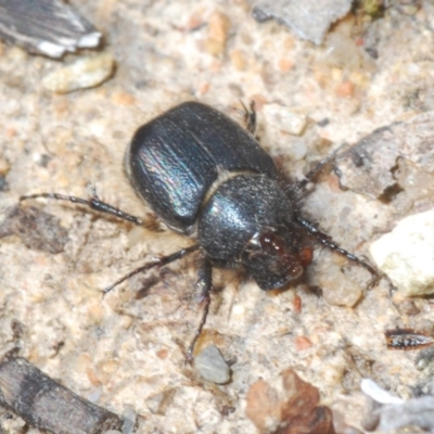 Liparetrus sp. (genus) (Chafer beetle) at Tennent, ACT - 9 Oct 2021 by Harrisi