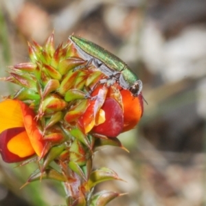 Melobasis propinqua at Tennent, ACT - 9 Oct 2021 03:16 PM