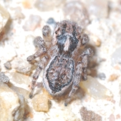 Maratus plumosus (Plumed Peacock Spider) at Tennent, ACT - 9 Oct 2021 by Harrisi