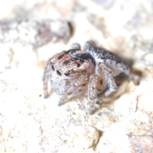 Maratus plumosus at Tennent, ACT - 9 Oct 2021