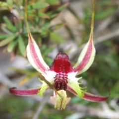 Caladenia parva (Brown-clubbed Spider Orchid) at Tennent, ACT - 9 Oct 2021 by Harrisi