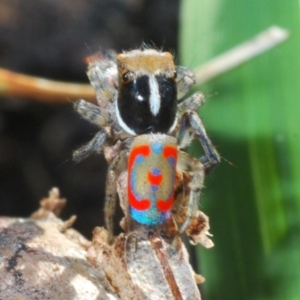 Maratus pavonis at Paddys River, ACT - 9 Oct 2021