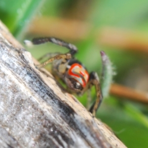 Maratus pavonis at Paddys River, ACT - 9 Oct 2021