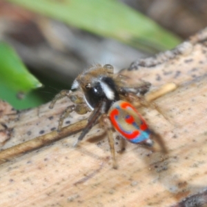 Maratus pavonis at Paddys River, ACT - 9 Oct 2021