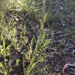 Acaena sp. at Belconnen, ACT - 9 Oct 2021