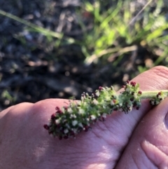 Acaena sp. at Belconnen, ACT - 9 Oct 2021