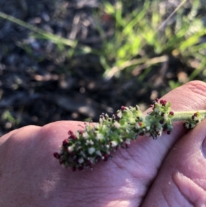 Acaena sp. at Belconnen, ACT - 9 Oct 2021