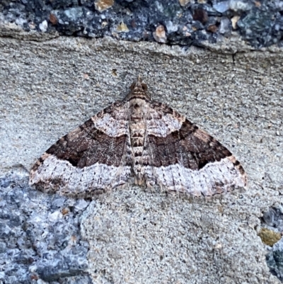 Epyaxa sodaliata (Sodaliata Moth, Clover Moth) at Pialligo, ACT - 9 Oct 2021 by Ozflyfisher