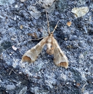 Sceliodes cordalis at Pialligo, ACT - 10 Oct 2021