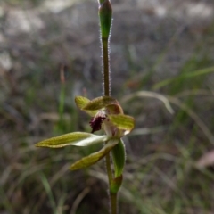 Caladenia transitoria at Boro - 8 Oct 2021 by Paul4K