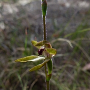 Caladenia transitoria at Borough, NSW - suppressed