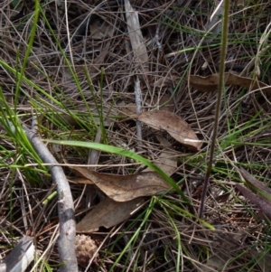 Caladenia transitoria at Borough, NSW - suppressed