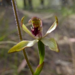 Caladenia transitoria at Borough, NSW - suppressed