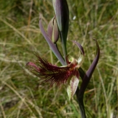 Calochilus paludosus (Strap Beard Orchid) at Boro, NSW - 9 Oct 2021 by Paul4K