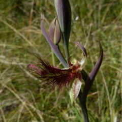 Calochilus paludosus (Strap Beard Orchid) at Boro - 8 Oct 2021 by Paul4K