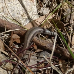 Lampropholis guichenoti (Common Garden Skink) at Boro - 9 Oct 2021 by Paul4K