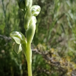 Hymenochilus sp. at Majura, ACT - suppressed