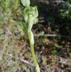 Hymenochilus sp. at Majura, ACT - suppressed