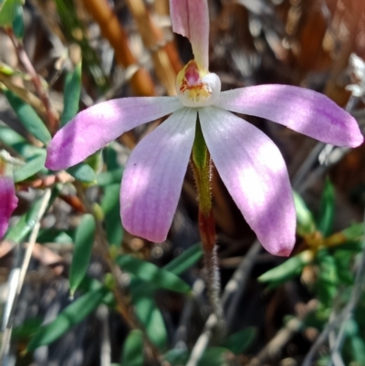 Caladenia carnea (Pink Fingers) at Acton, ACT - 8 Oct 2021 by Lou