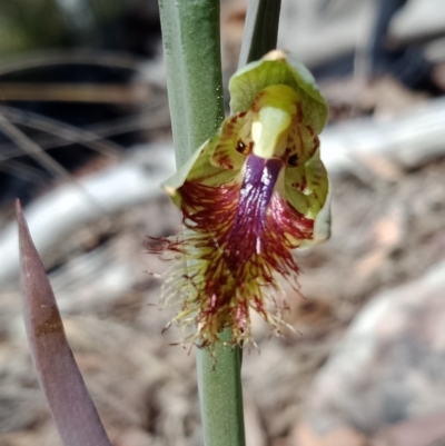 Calochilus montanus (Copper Beard Orchid) at Acton, ACT - 8 Oct 2021 by Lou