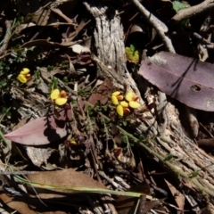 Bossiaea buxifolia (Matted Bossiaea) at Boro - 9 Oct 2021 by Paul4K