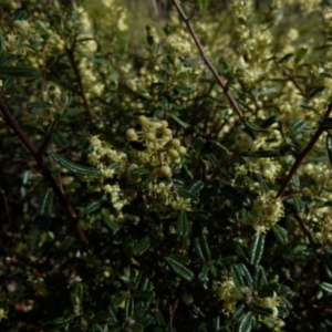 Pomaderris angustifolia at Mayfield, NSW - suppressed