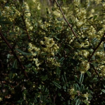 Pomaderris angustifolia (Pomaderris) at Mayfield, NSW - 9 Oct 2021 by Paul4K