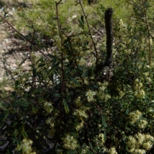 Pomaderris angustifolia at Mayfield, NSW - suppressed