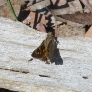 Trapezites phigalia at Boro, NSW - suppressed