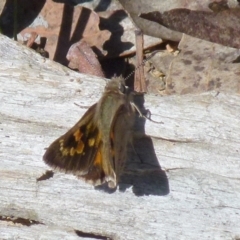 Trapezites phigalia at Boro, NSW - suppressed