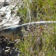 Tiliqua nigrolutea (Blotched Blue-tongue) at Boro, NSW - 9 Oct 2021 by Paul4K