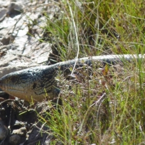 Tiliqua nigrolutea at Boro, NSW - 9 Oct 2021