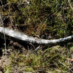 Tiliqua nigrolutea at Boro, NSW - suppressed