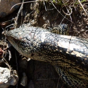 Tiliqua nigrolutea at Boro, NSW - 9 Oct 2021