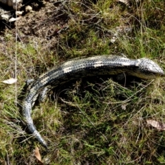 Tiliqua nigrolutea at Boro, NSW - suppressed