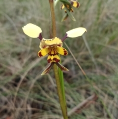 Diuris pardina (Leopard Doubletail) at Hackett, ACT - 21 Sep 2021 by Lou