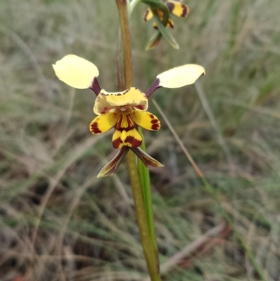 Diuris pardina (Leopard Doubletail) at Hackett, ACT - 21 Sep 2021 by Lou