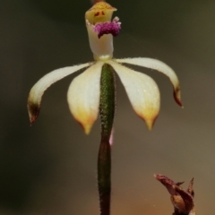 Caladenia testacea (Honey Caladenia) at Woodlands, NSW - 9 Oct 2021 by Snowflake