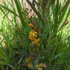 Daviesia mimosoides (Bitter Pea) at Watson, ACT - 8 Oct 2021 by cspeckeradmin