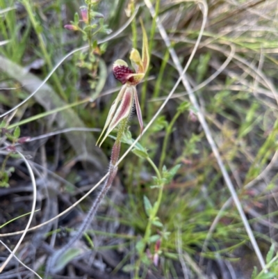 Caladenia actensis (Canberra Spider Orchid) at Hackett, ACT by KathyandJohn
