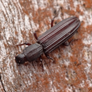 Deretaphrus sp. (genus) at Acton, ACT - 9 Oct 2021