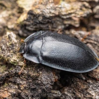 Pterohelaeus striatopunctatus (Darkling beetle) at Acton, ACT - 9 Oct 2021 by living