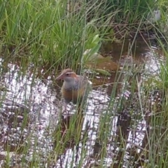 Gallirallus philippensis (Buff-banded Rail) at Googong, NSW - 3 Oct 2021 by Wandiyali